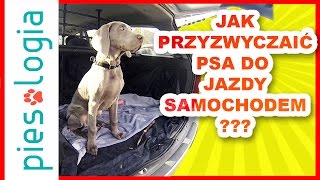 przyzwyczajanie do jazdy samochodem screenshot 5