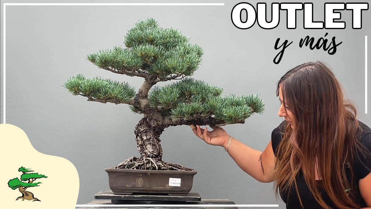 Azaleas, tejos, arces, y más en BonsaiGranada 🌲