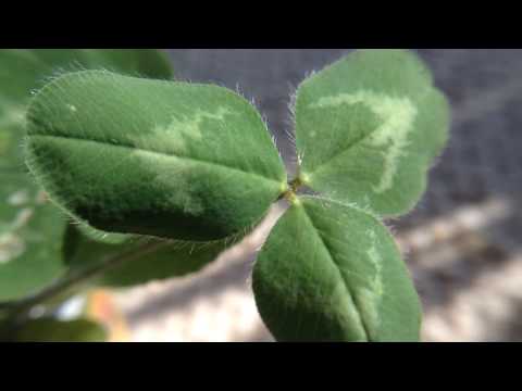 Video: Planting Clover With Kids – Idei pentru grădina cu trifoi de ziua Sf. Patrick