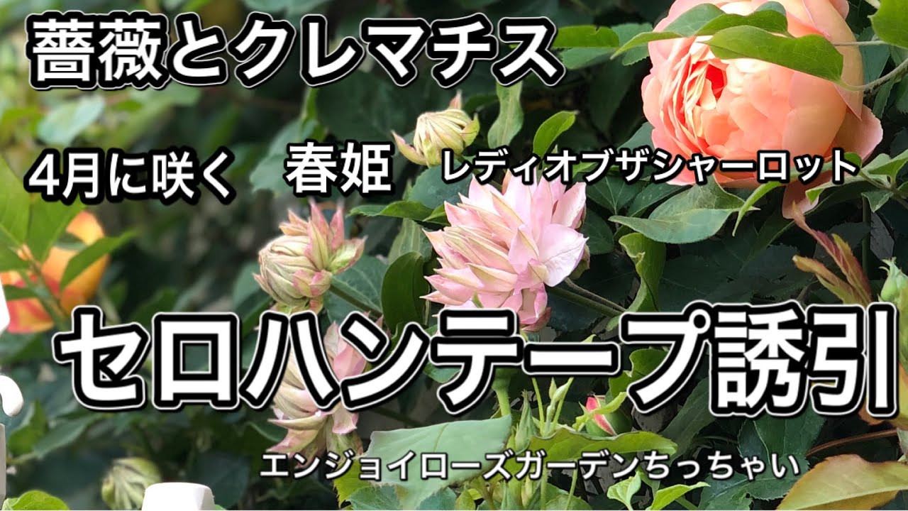 早咲き品種のレディオブシャーロットとクレマチス春姫のセロハンテープ誘引をしました 昨年は4月23日にコラボしました Youtube