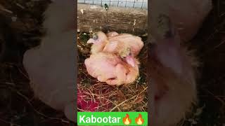 pigeon baby ???? shorts viral trending love vlogs best pigeon kabootar shortvideo