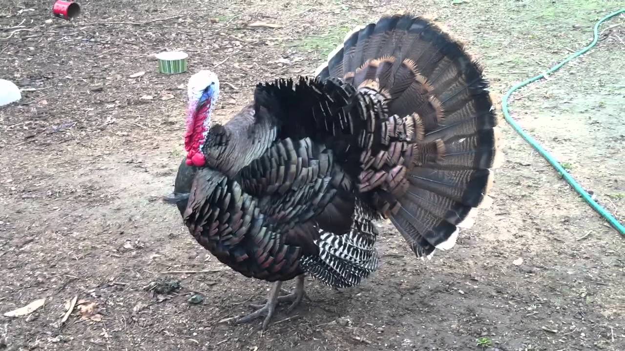 Our pet Turkey YouTube