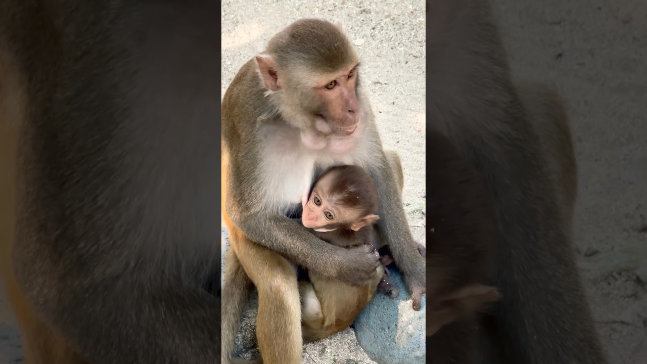 Vietnam 2024 Yangchang Monkey Island / Вьетнам 2024 остров обезьян Нянчанг