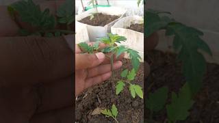Ye Kaam Jarur Karen ✅ #gardening #plantcare #ytshorts #plants #shorts #viral #gardeningtips #garden