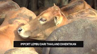 Import Lembu Dari Thailand Dihentikan