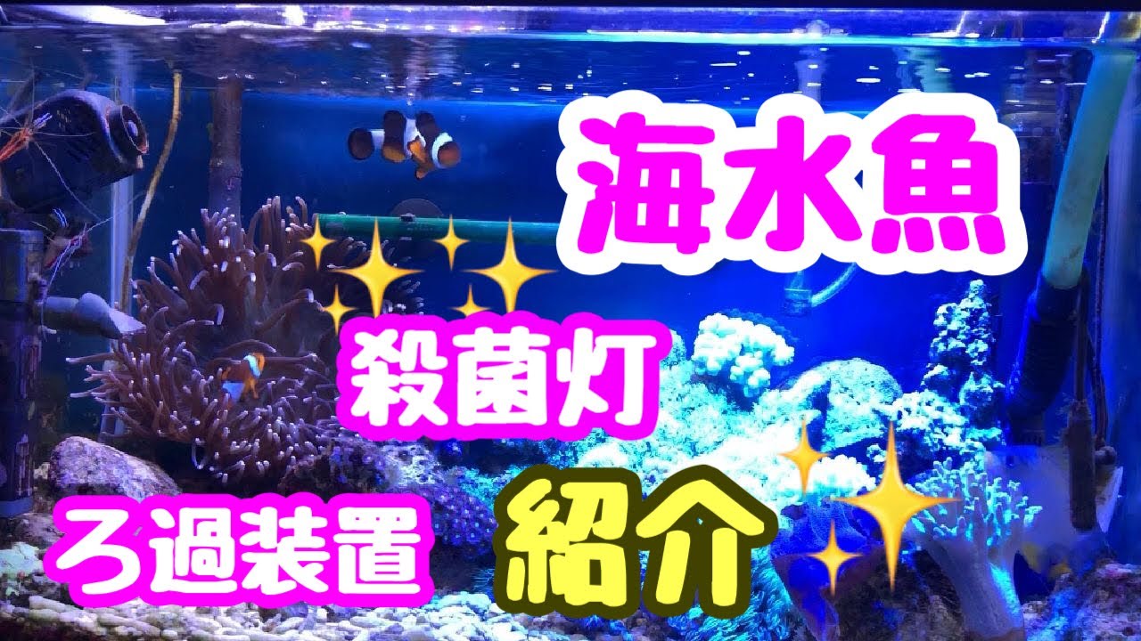 海水魚飼育 ろ過装置 殺菌灯 紹介します Youtube