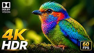 Real Nature Beauty in 4K VIDEO ULTRA HD | Stress Relief Relaxing Music