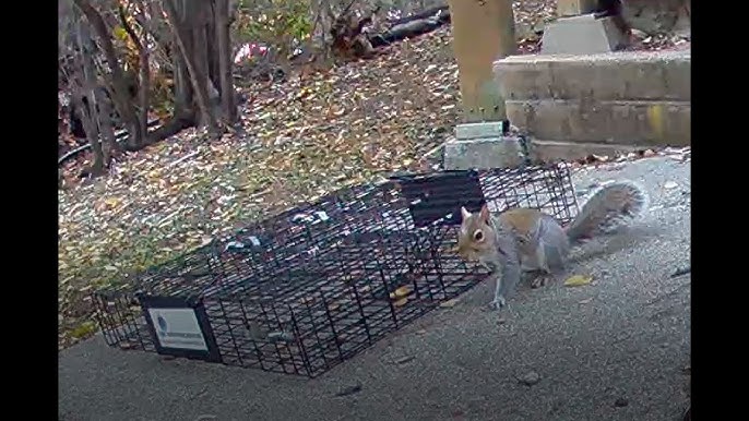 How to Set up a Trap to Catch and Release a Chipmunk - Dengarden