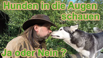 Was bedeutet es wenn ein Hund einem in die Augen schaut?