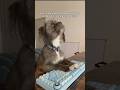 My dog learnt how to code🐶😎 #dogs #dogmemes #coding #softwareengineer