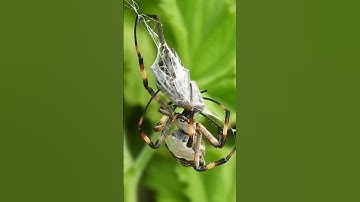 Spider Web Trap #shorts #ytshorts #subscribetomychannel