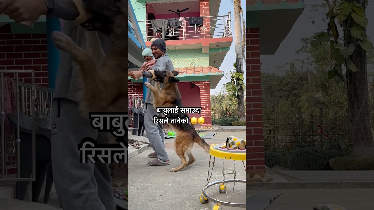 बाबुलाई समाऊदा रिसले तानेको 😲😲 