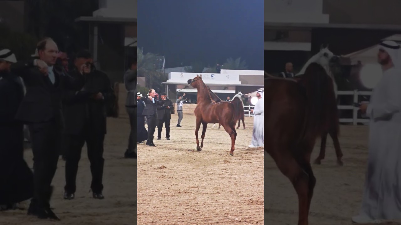 Kuwaiti International Gold Champion Horses 🏆🐎 | أبطال الكويت الدوليون