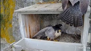 Great Spirit Bluff Falcons cam. A banded stranger - explore 05-28-2021