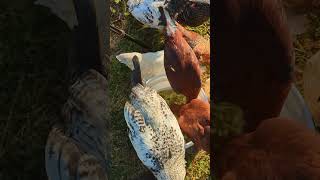 Chickens Chow Down On Mashed Okra