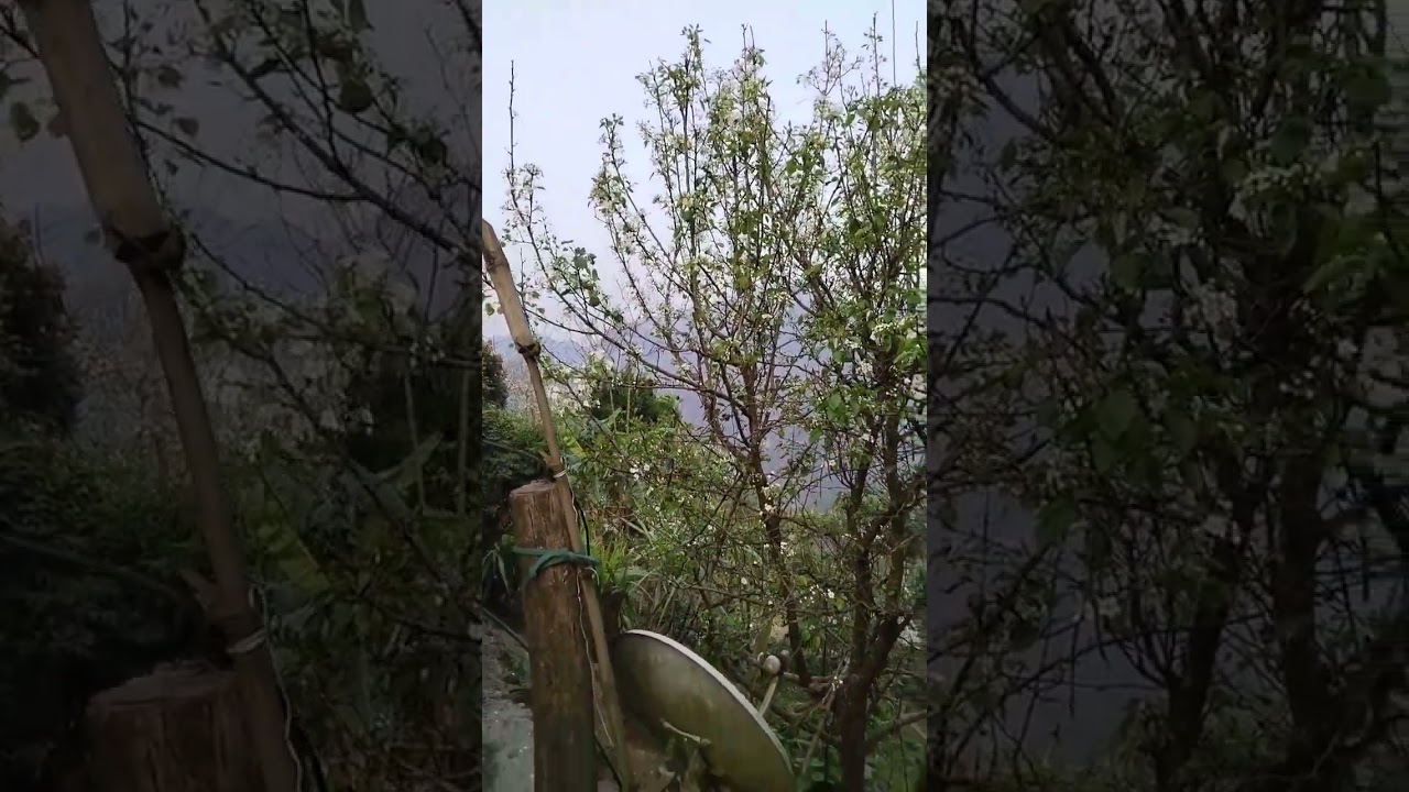 Hương Sắc Hoa Lê, Trắng Một Góc Trời #shorts | Qua Miền Tây Bắc