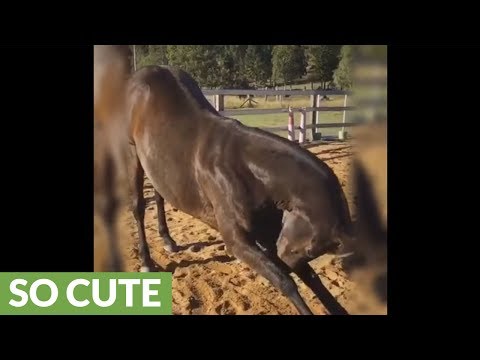 talented-horse-demonstrates-variety-of-tricks