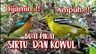 Suara Pikat Sirtu Ngekrek Kejepit Kombinasi Kolibri Wulung