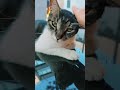 Car on a car 😸#cat #cute #viral #shorts #viralshorts #funny #shortsyoutube
