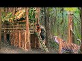 tiger attack primitive man build banana bamboo bushcraft shelter