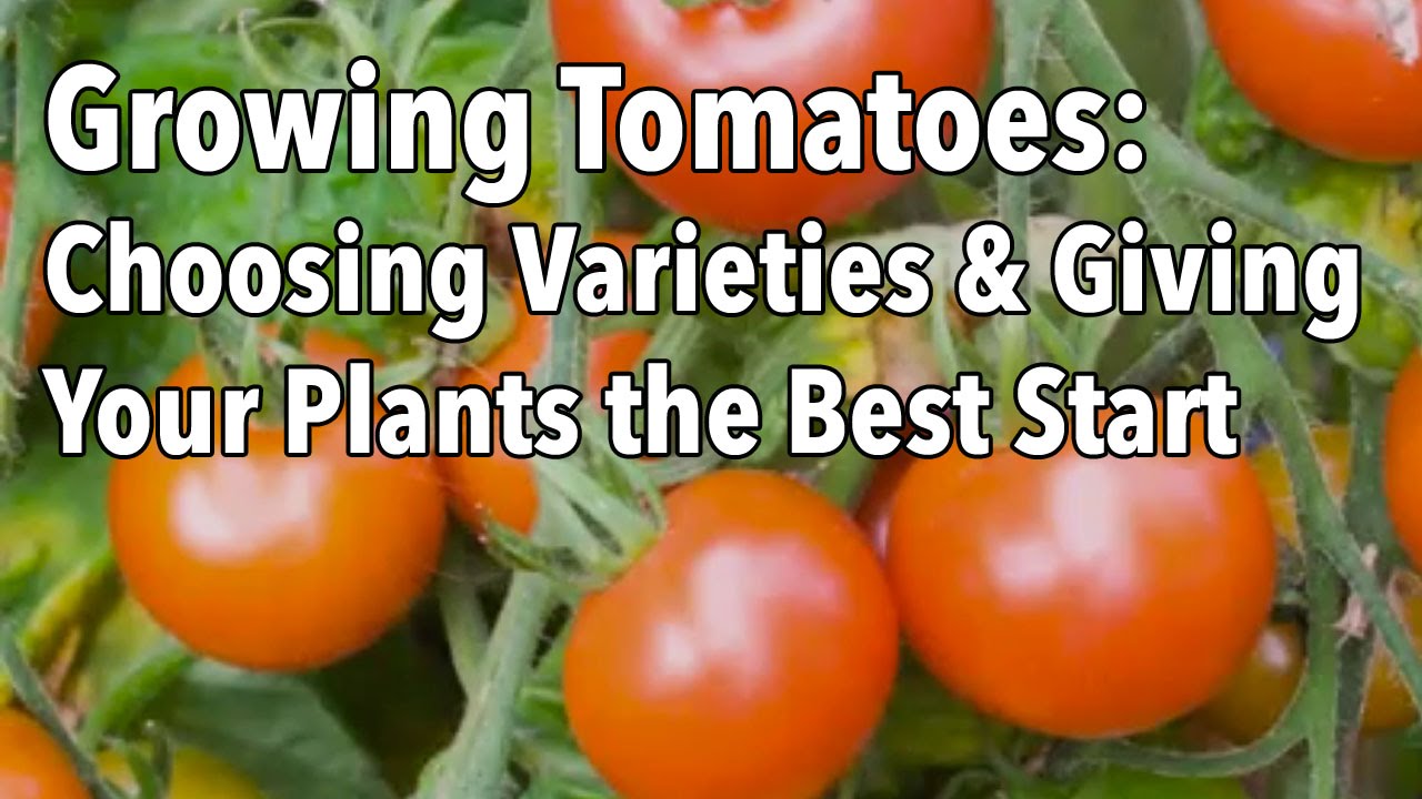 How many different kinds of tomatoes are there?