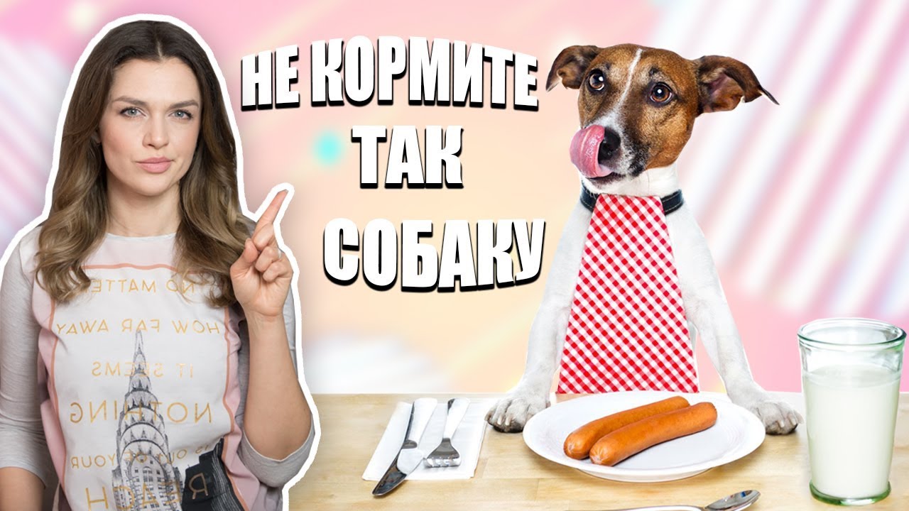 что полезно есть собакам