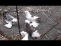 голуби (пополнение, северо кавказцы)