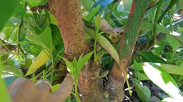 Results of girdling non-Hass avocado trees