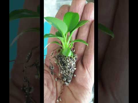 Hello, I am ready to sell 10,000 pieces of ornamental Birkin flower seedlings for export.