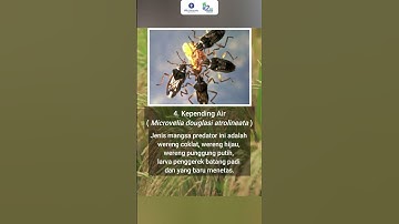 KENALI 10 PREDATOR YANG SERANG HAMA PADI DI SAWAH