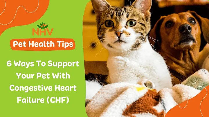 6 Ways To Support Your Pet With Congestive Heart Failure (CHF)