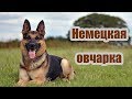 Породы собак. Немецкая овчарка