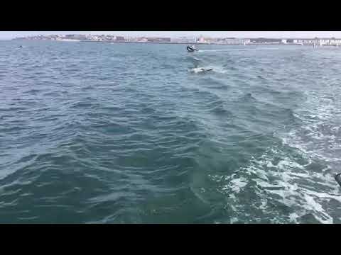 Un centenar de delfines entre Puerto Serry y Valdelagrana comparsas ana carolina