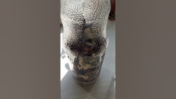 настойка из конского каштана