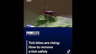 Phoenix Arizona is reporting an uptick in Tick Bites and Emergency Room Visits