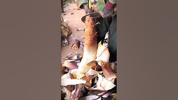 simple and sharp smart tool for peeling large bamboo shoots #shorts