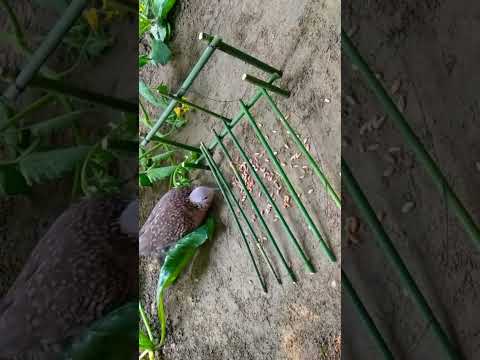 Bird Trap |