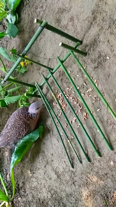 Bird Trap | Beautiful dove trap #trap #Bird trap