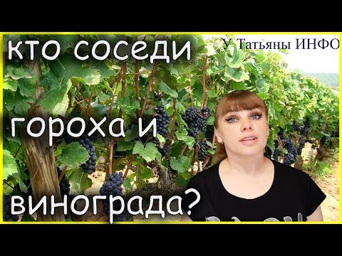 Что можно сажать рядом на одной грядке c ВИНОГРАДОМ и ГОРОХОМ?