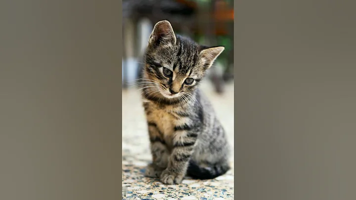 Video 4449141: savannah cat siamese, himalayan cat siamese, f1 savannah cat, savannah cat breed, himalayan cats facts, siamese cat funny, best cat breeds