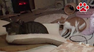 Cat Maya I don't want to lose this match 【Cats room Miaou】 Cat Maya I don't want to lose this match 【Cats room Miaou】
