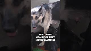 How Much Food Do German Shepherd Puppy & Adult Need? (Explained) | Dog Breeds | Food & Care