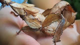 Spiny Leaf Insect- Extatosoma tiaratum. PET Phasmid Spiny Stick Insect