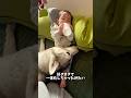 赤ちゃんが好きすぎるハスキーの末路#ハスキン#シベリアンハスキー #犬と赤ちゃん#赤ちゃん#shorts