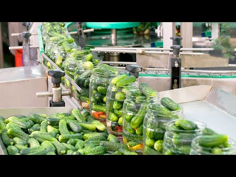 جولة داخل مصنع و معمل مخلل طرشي خط معالجة المخلل و كيف يتم تحويل الخيار إلى مخلل