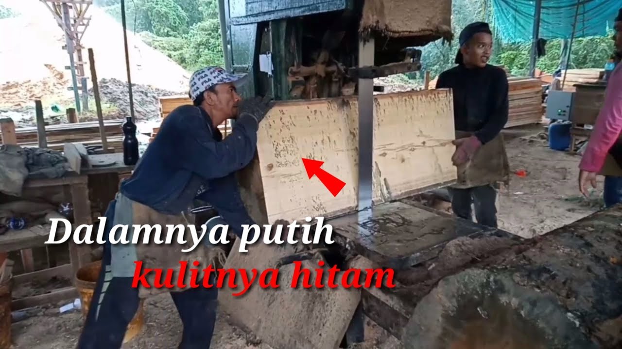 Kayu hitam dalam nya putih sawmil YouTube