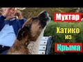 Хатико из Крыма | Пёс Мухтар ждет хозяина на набережной Ялты