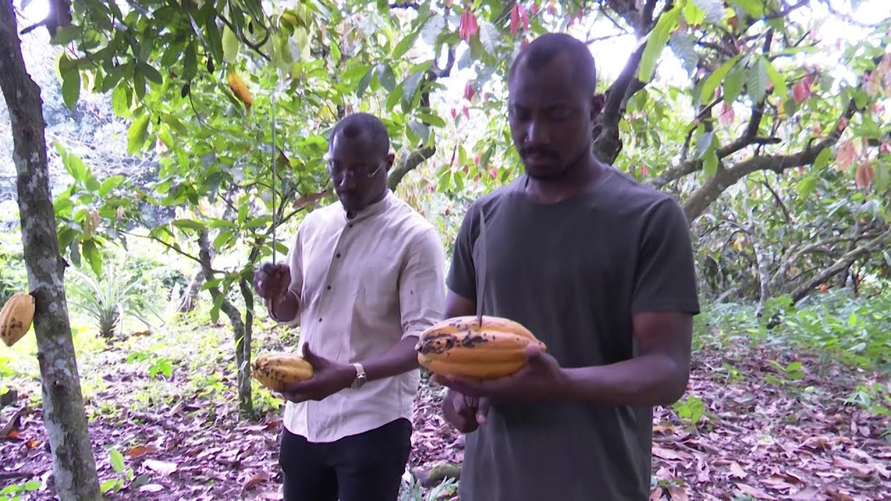 Alassane et Fousseni, des frères jumeaux, dont leur passion pour la culture du cacao leur activité.