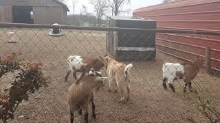 Goats goofing around.