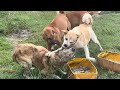 Two stray dog angry and fight with brown dog